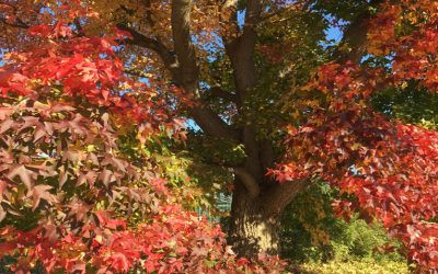 Goldener Herbst – wie wäre es mit einem Waldbad, um den Kopf frei zu bekommen?